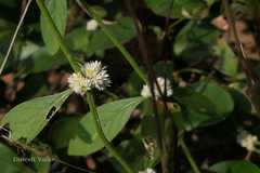 Alternanthera sessilis